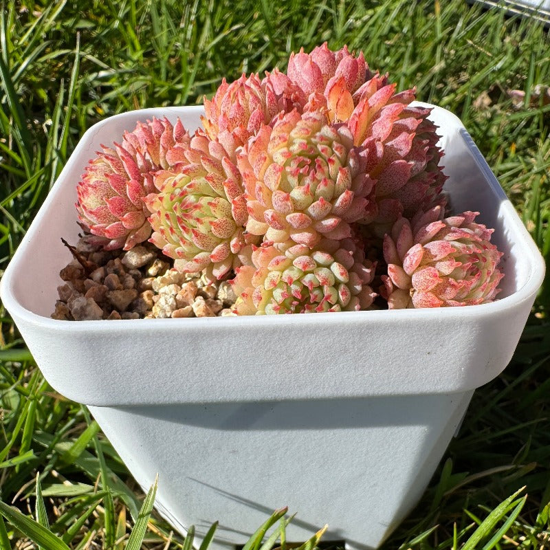 Echeveria Vincent Catto/小红衣