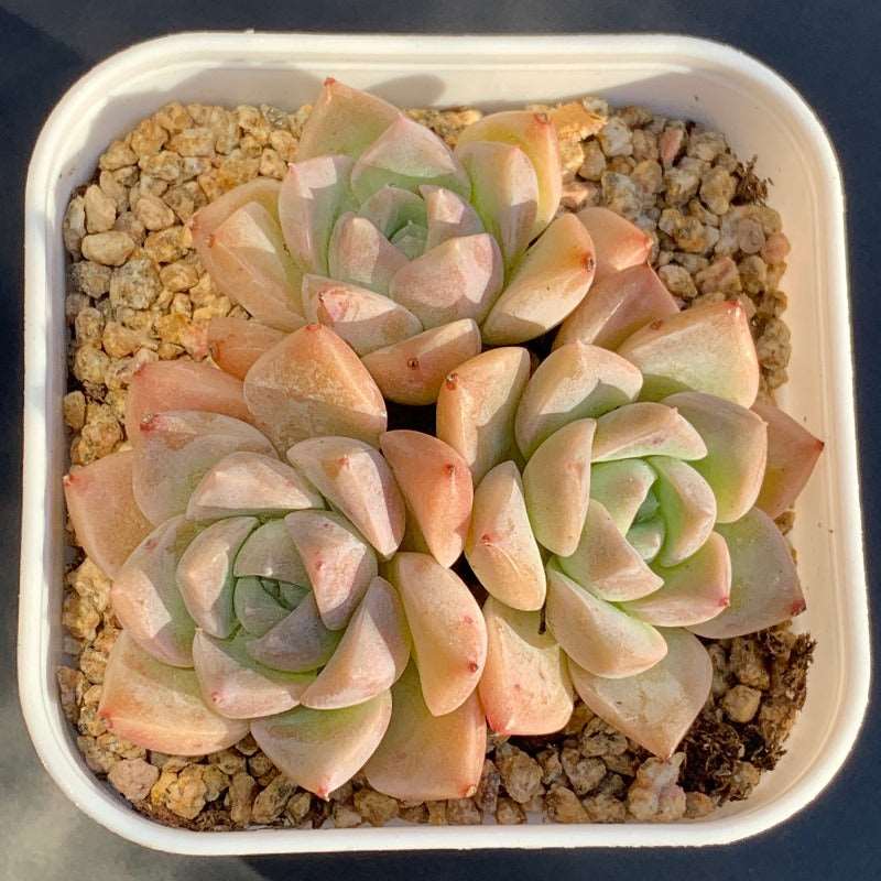 pink star succulent Echeveria Pink Star/粉波点 – RDDsucculents