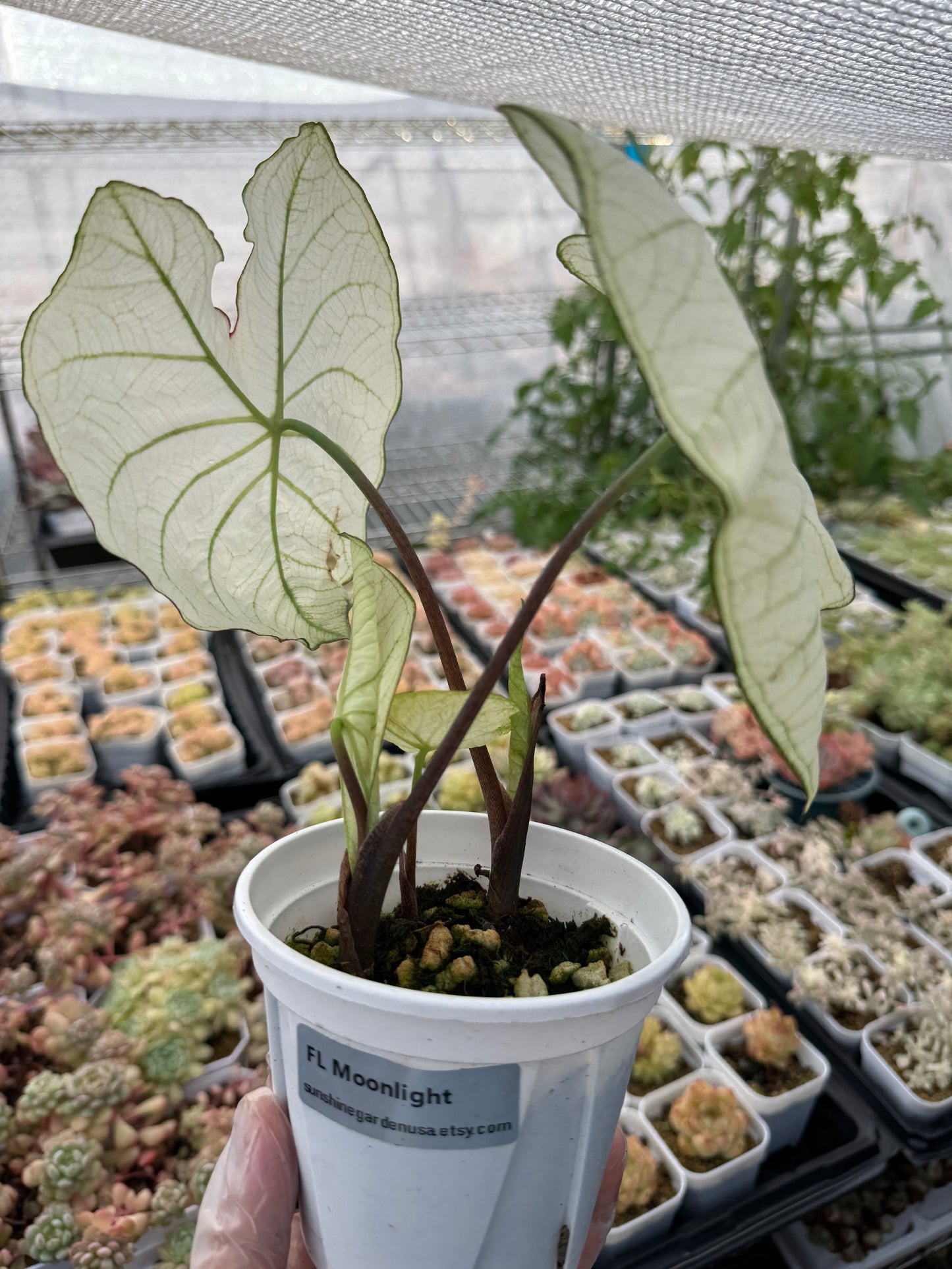 Caladium-FL Moonlight