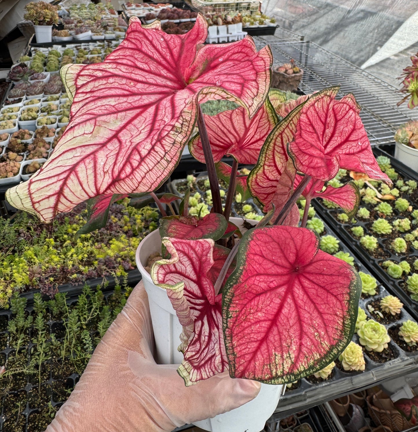 Caladium-Sizzle