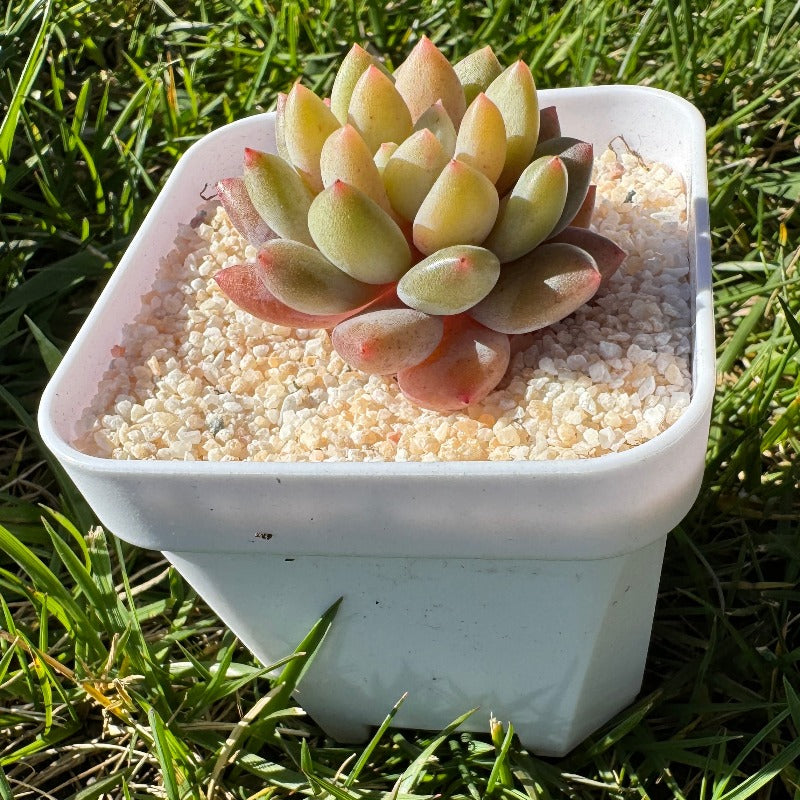 Echeveria Princess Angel/姬天使