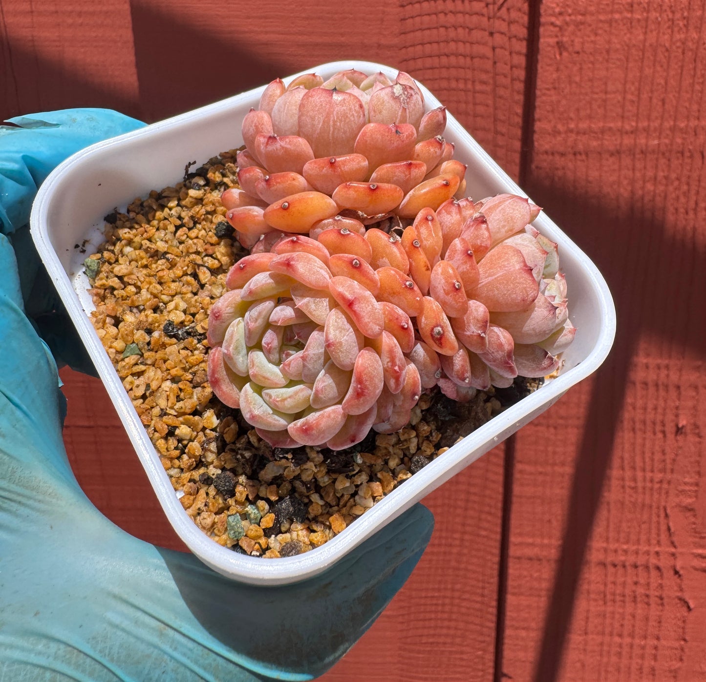 Echeveria Hani/白胖子