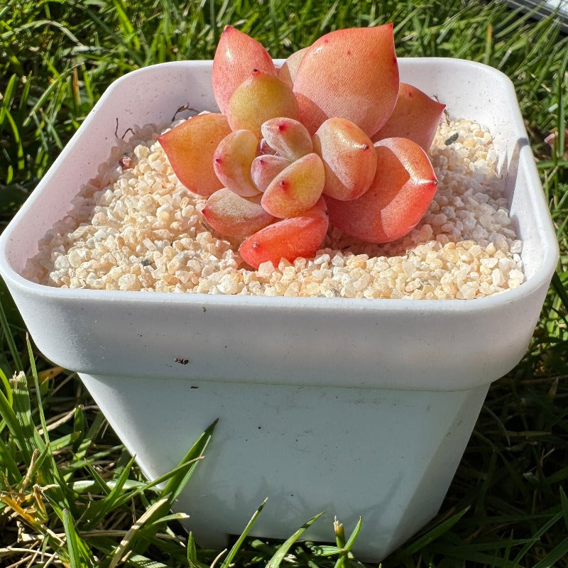 Echeveria Chalk/粉笔