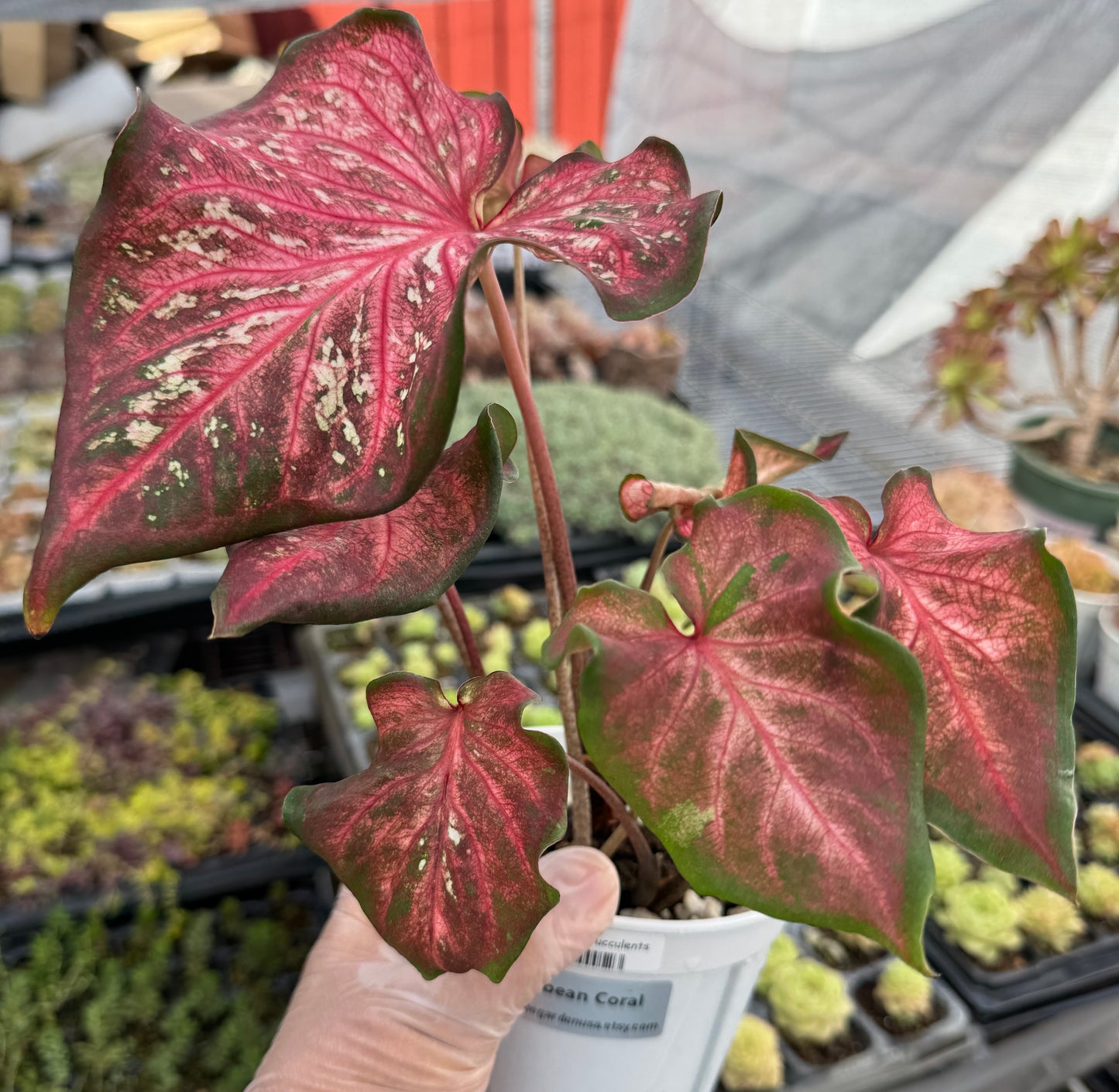 Caladium-Caribbean Coral