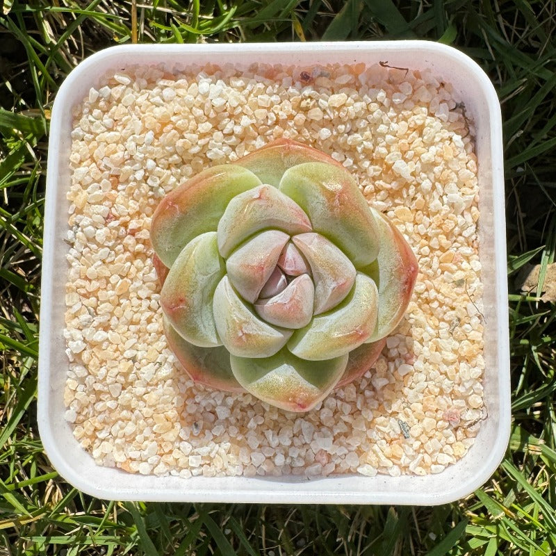 ice green succulent Echeveria Ice Green/糖心冰玉 – RDDsucculents