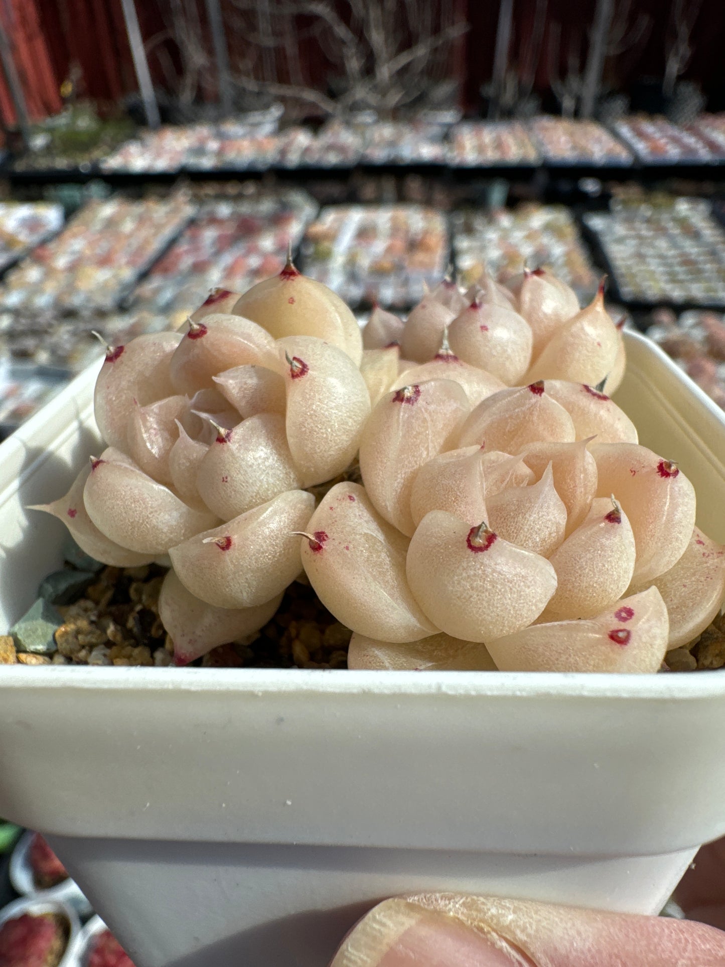 Echeveria Malgan/麦秆