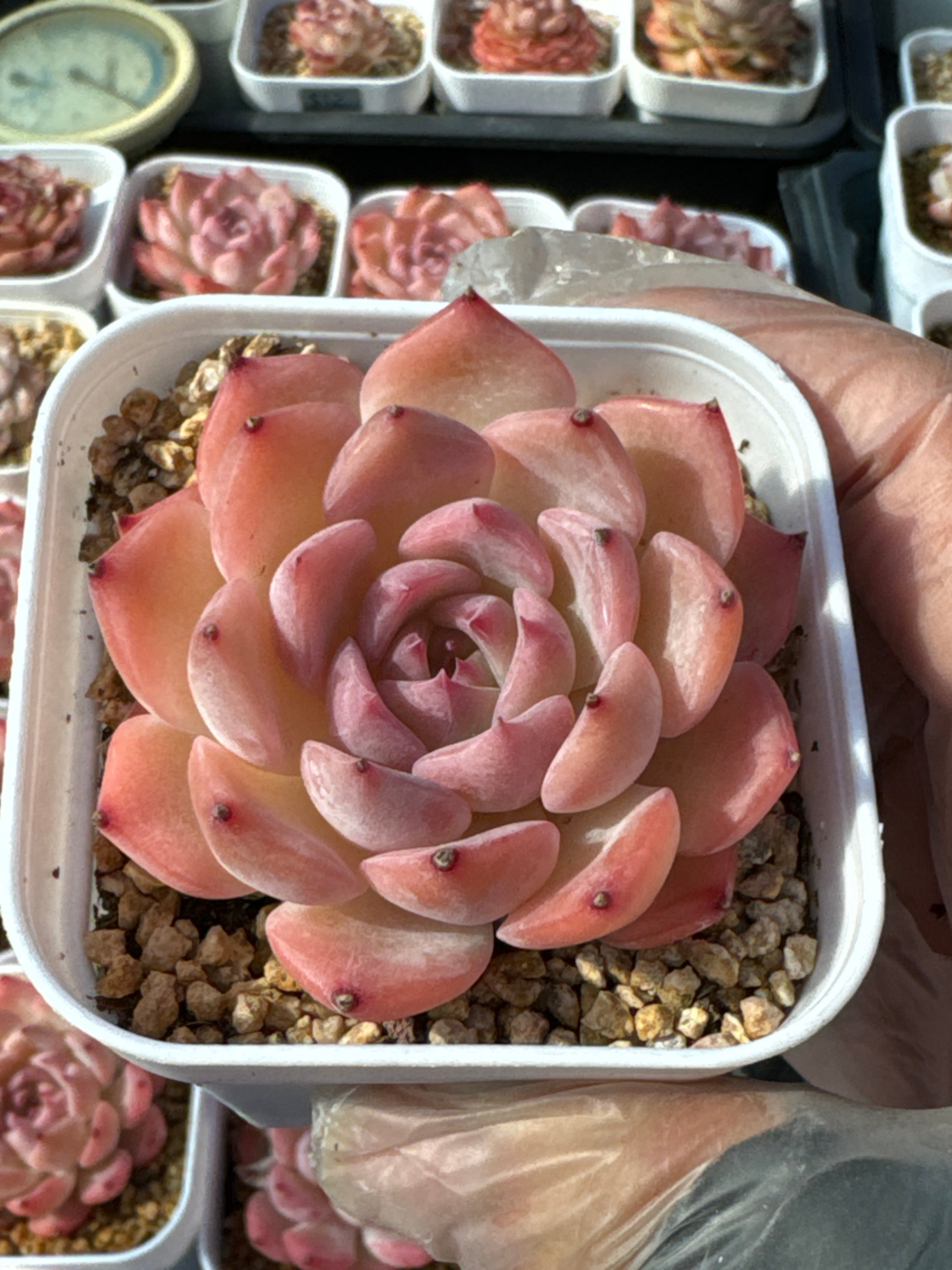 echeveria pink leaves succulent Echeveria Pink Crystal/粉水晶 – RDDsucculents