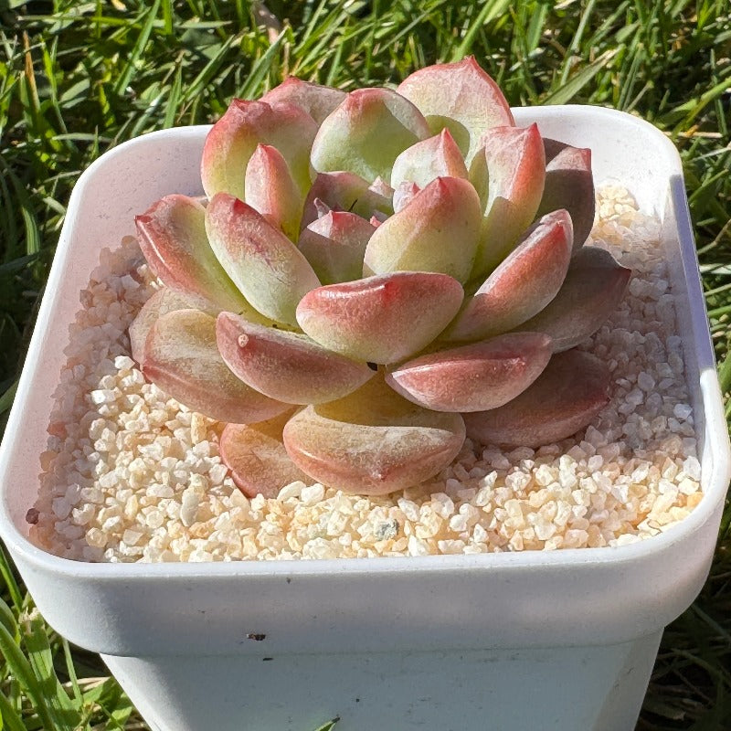 Echeveria Rainbow/彩虹