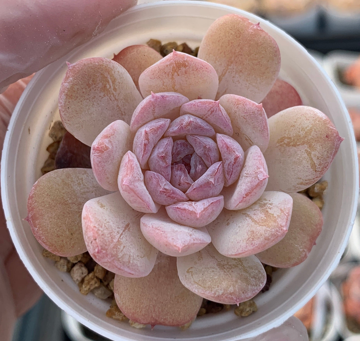 Echeveria Ice Grapes/冰葡萄