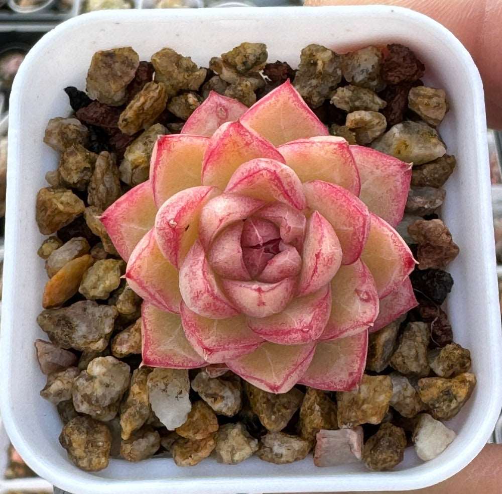 peach succulent Echeveria Peach Queen/桃薰女王