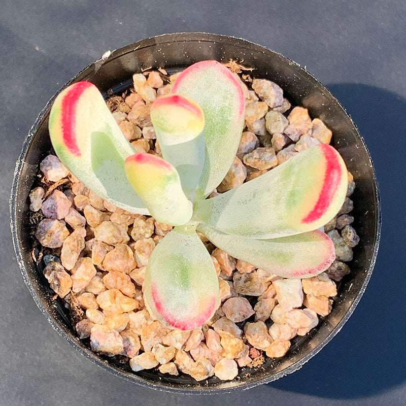 long flat succulent Cotyledon Orbiculata cv. Long Leaf Variegated/捧叶福娘锦单头