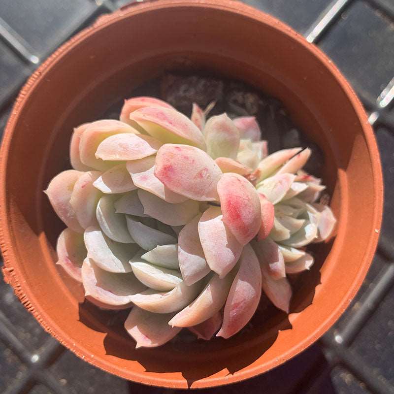 succulent berry A012-Echeveria Ice Berry/冰莓