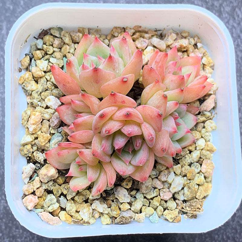 alaska succulents Echeveria AK Maria/AK玛利亚