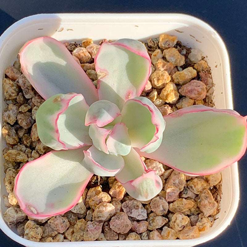 succulents berkeley A010-Echeveria Berkeley Light/伯克利锦