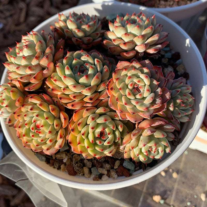 minima succulent Echeveria Blue Minima/蓝姬莲群/若桃 – RDDsucculents