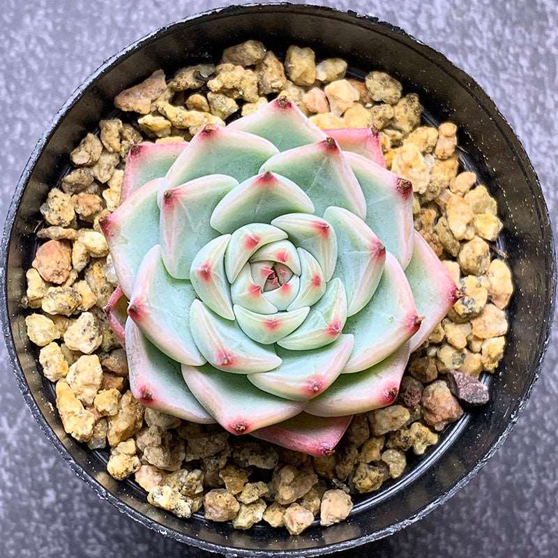 peach succulent Echeveria FenFen Peach/粉粉桃