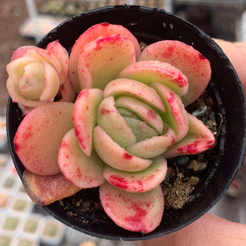 ice rose succulent A020 Echeveria Ice Rose/冰玫瑰