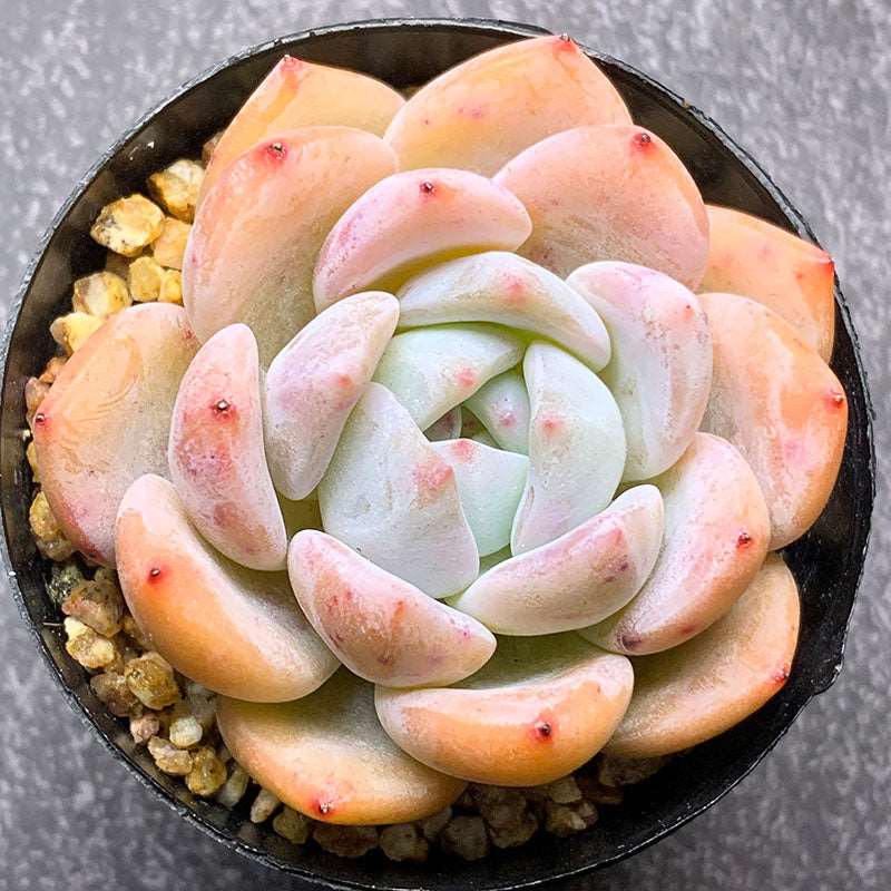 orange monroe succulent Clearance!Echeveria Pink Monroe/粉胖橙
