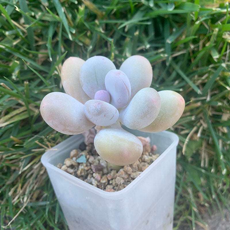 succulent pachyphytum oviferum A007-Pachyphytum Oviferum Cheese/原始奶酪