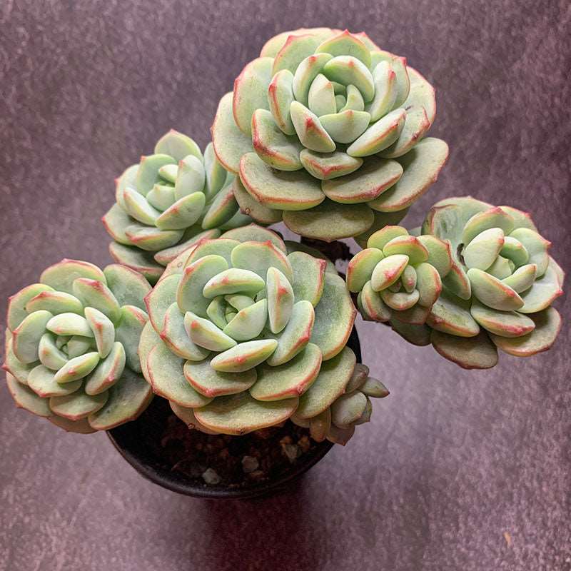sedeveria succulent care Clearance!Sedeveria Pudgye/香草老桩 – RDDsucculents