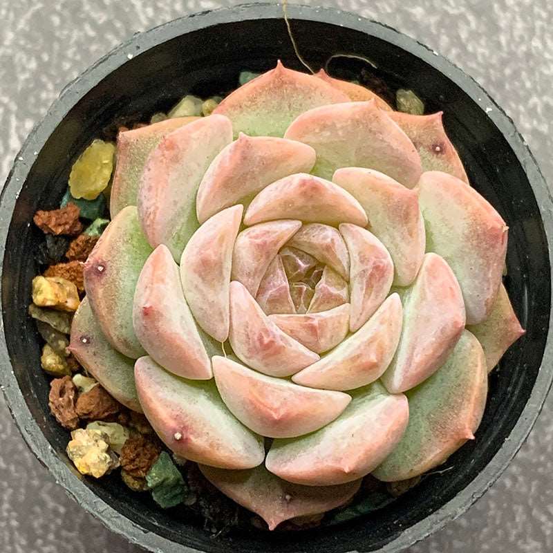 pure succulents Echeveria Candy Pure Love/糖心纯爱 – RDDsucculents