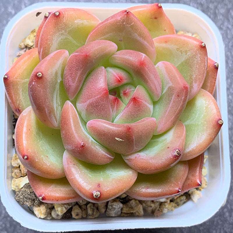 charlotte succulents Echeveria Charlotte/夏洛 – RDDsucculents