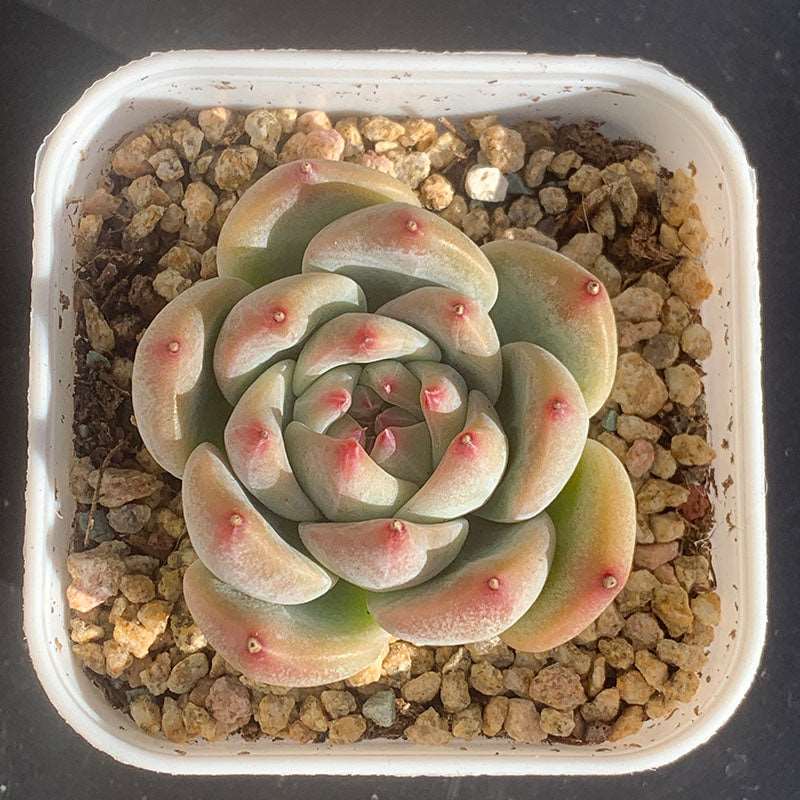 chihuahua succulent Echeveria Chihuahuaensis sp/梦吉吉 – RDDsucculents