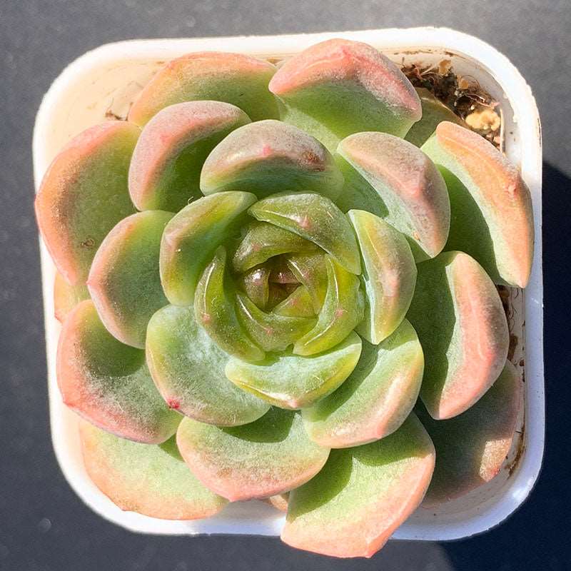 succulent crystals Echeveria Crystal Melt/融晶 – RDDsucculents
