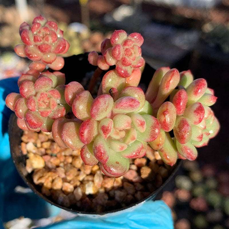 sedum versadense korean succulent Echeveria Cute Bean/萌豆 – RDDsucculents