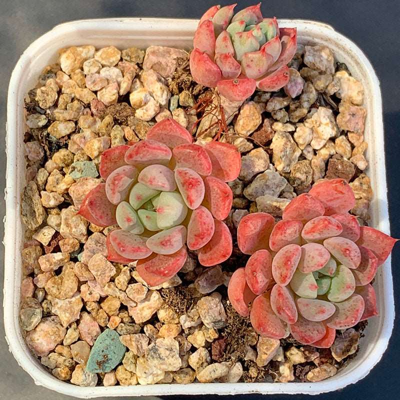 water bubble succulent Echeveria Cute Bubble/可爱泡泡