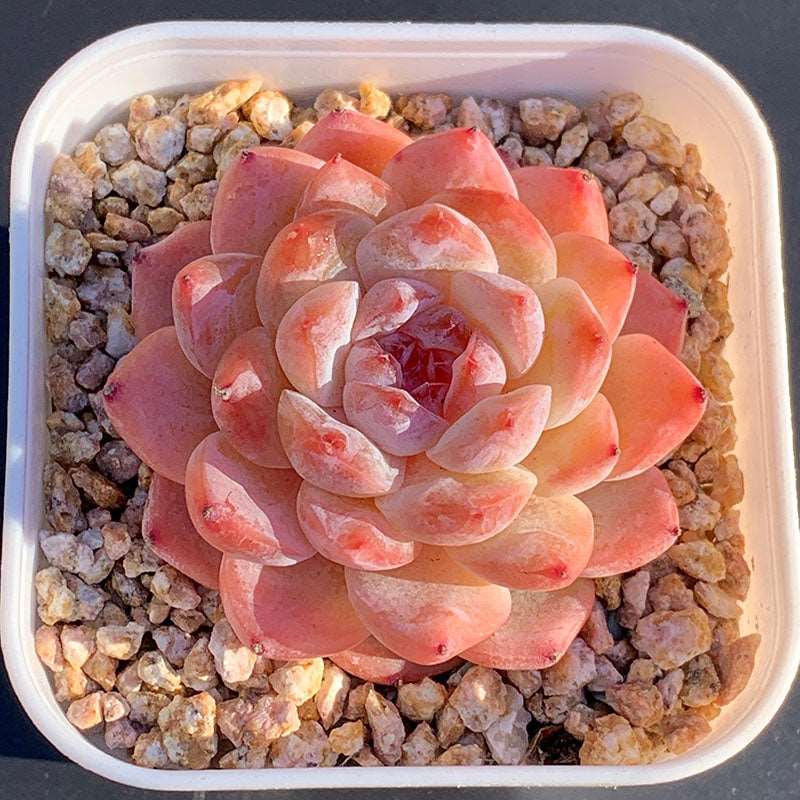 succulent looks like grapes Echeveria Ice Grapes/冰葡萄大单头 – RDDsucculents