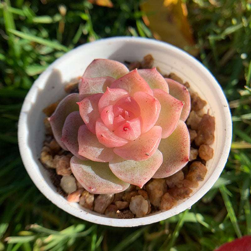 succulent with lips Echeveria Ice lip gloss/冻唇蜜 – RDDsucculents