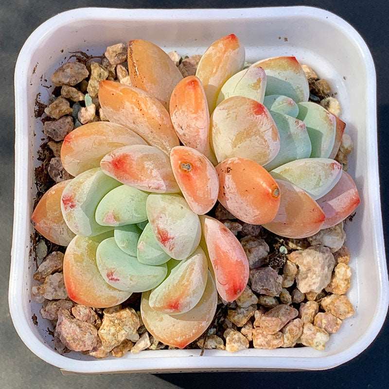 succulent echeveria laui Echeveria Laui X Clavatum/冷香 – RDDsucculents