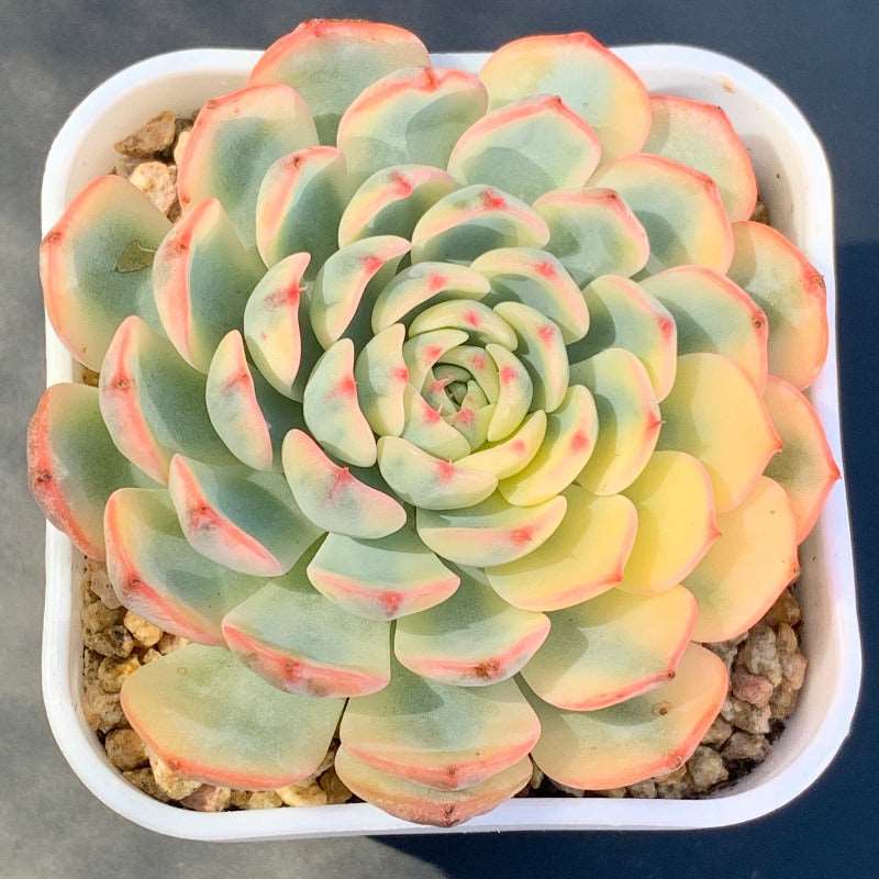 succulent_Echeveria Minima Variegated