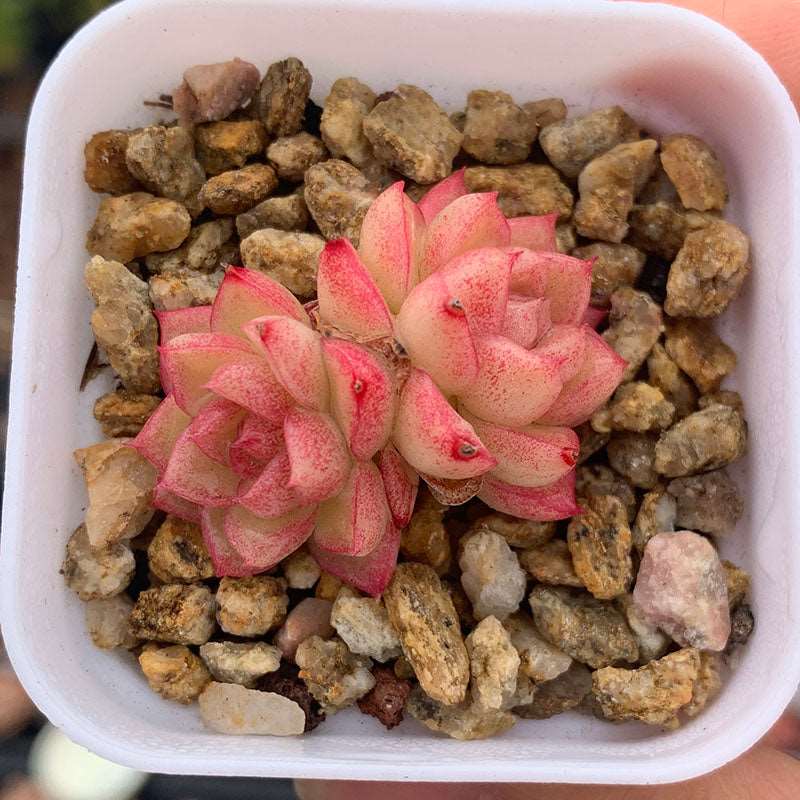 peach succulent Echeveria Peach Queen/桃薰女王双头 – RDDsucculents