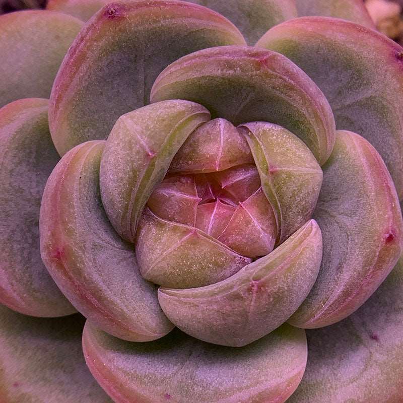 purple star succulent Echeveria Star Jenny/星星珍妮 – RDDsucculents