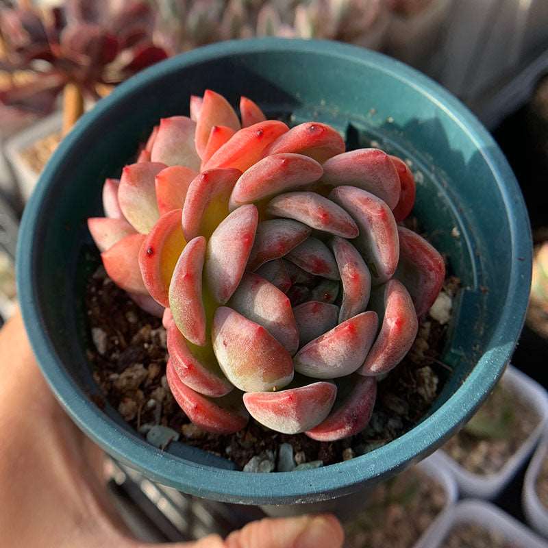 red star succulent Echeveria Star Mark/全明星 – RDDsucculents