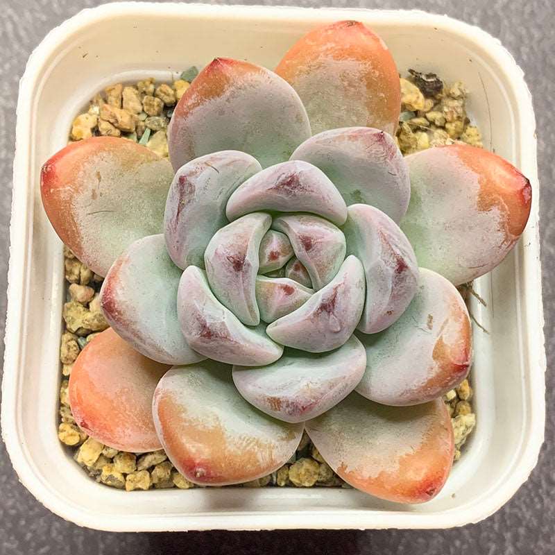 snowbird succulent Echeveria Star Snow/糖心星星雪 – RDDsucculents