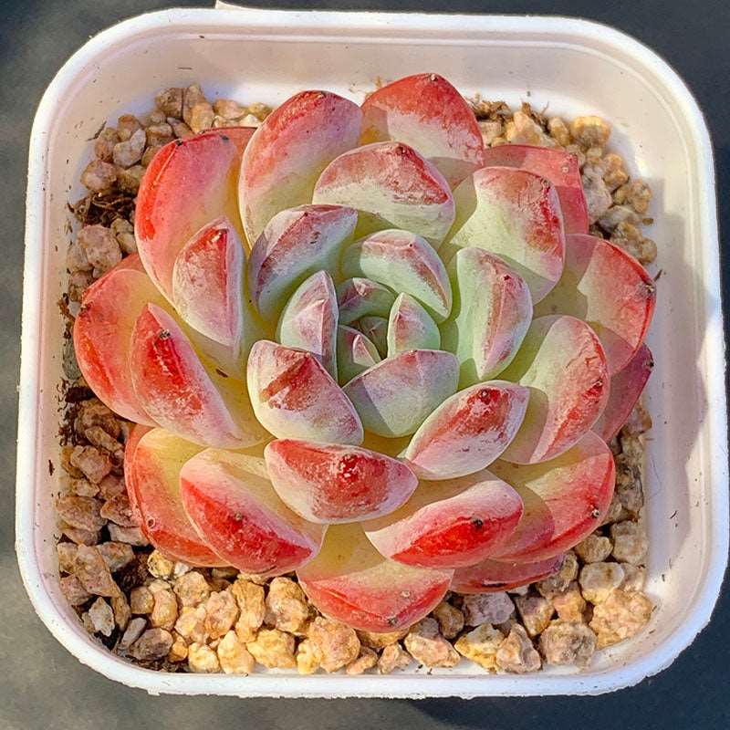 succulent strawberry Echeveria Strawberry Almond/草莓杏仁