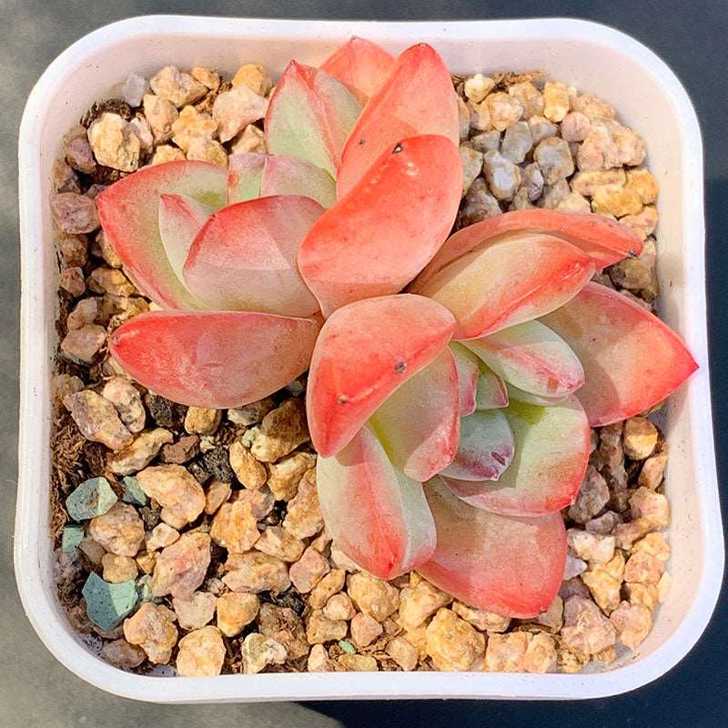 succulent strawberry Echeveria Strawberry Puff/草莓泡芙 – RDDsucculents