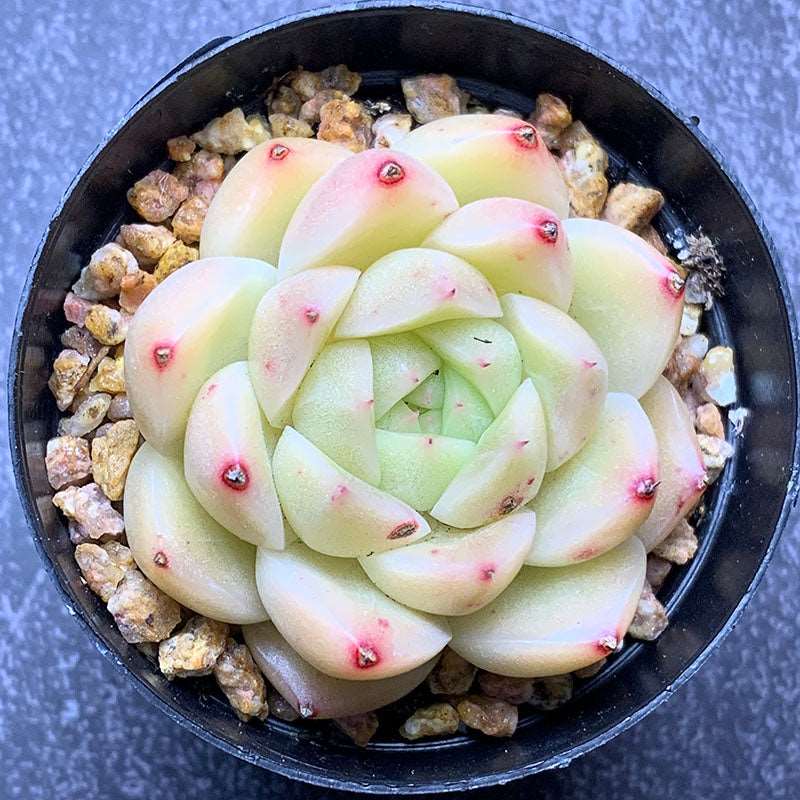 bubble succulent plant Echeveria Xingyue Bubble/星月泡泡麦秆 – RDDsucculents