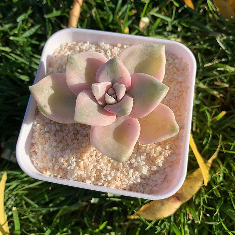 succulent purple delight Graptopetalum Purple Delight Variegated/紫乐锦 – RDDsucculents