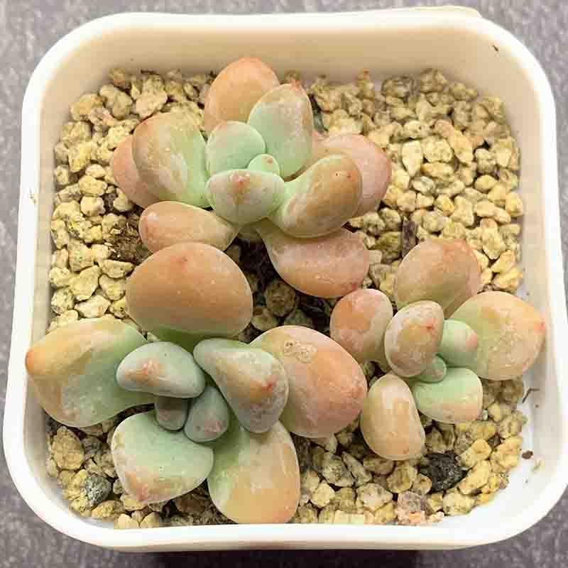 miul succulent Graptosedum Miul x Pachyveria Elaine/洛神