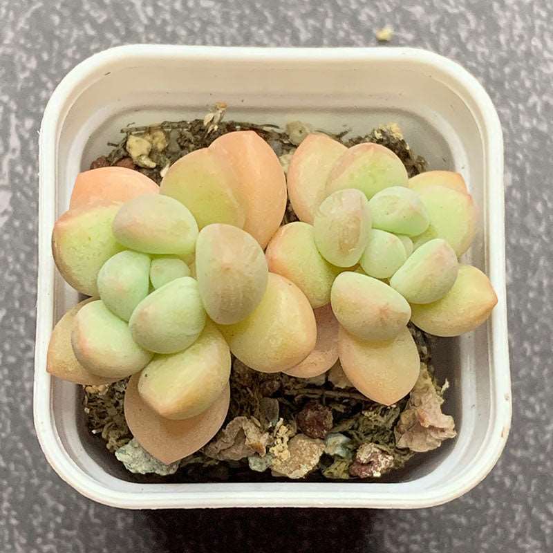 rococo succulent Echeveria Rococo Cluster/洛可可