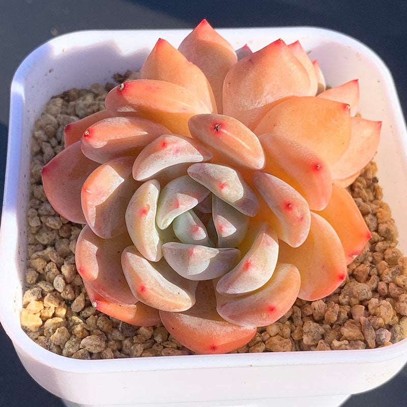 orange monroe succulent Echeveria Monroe/橙梦露双头 – RDDsucculents