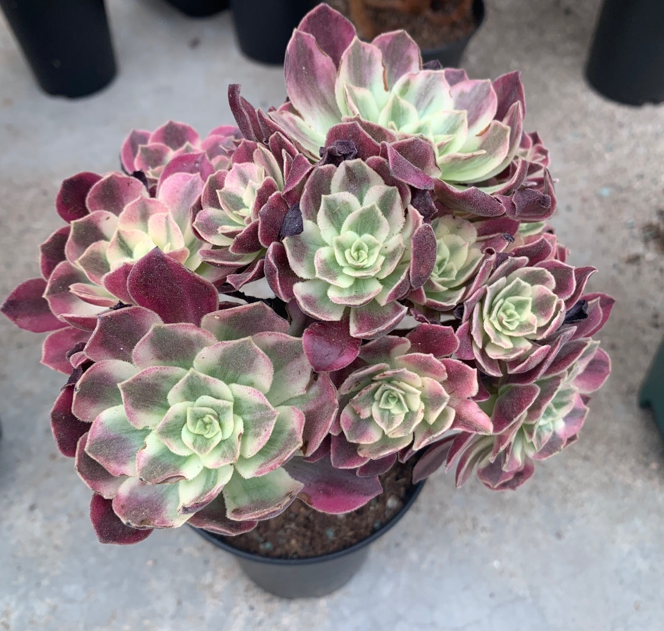 Aeonium