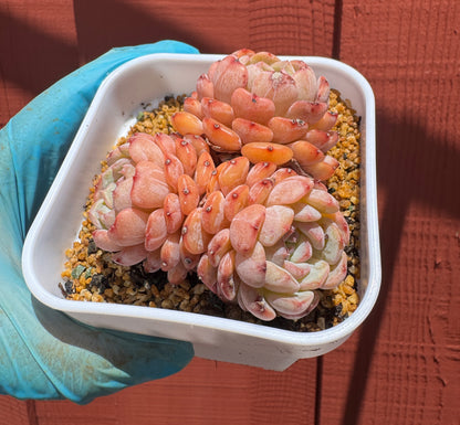 Echeveria Hani/白胖子