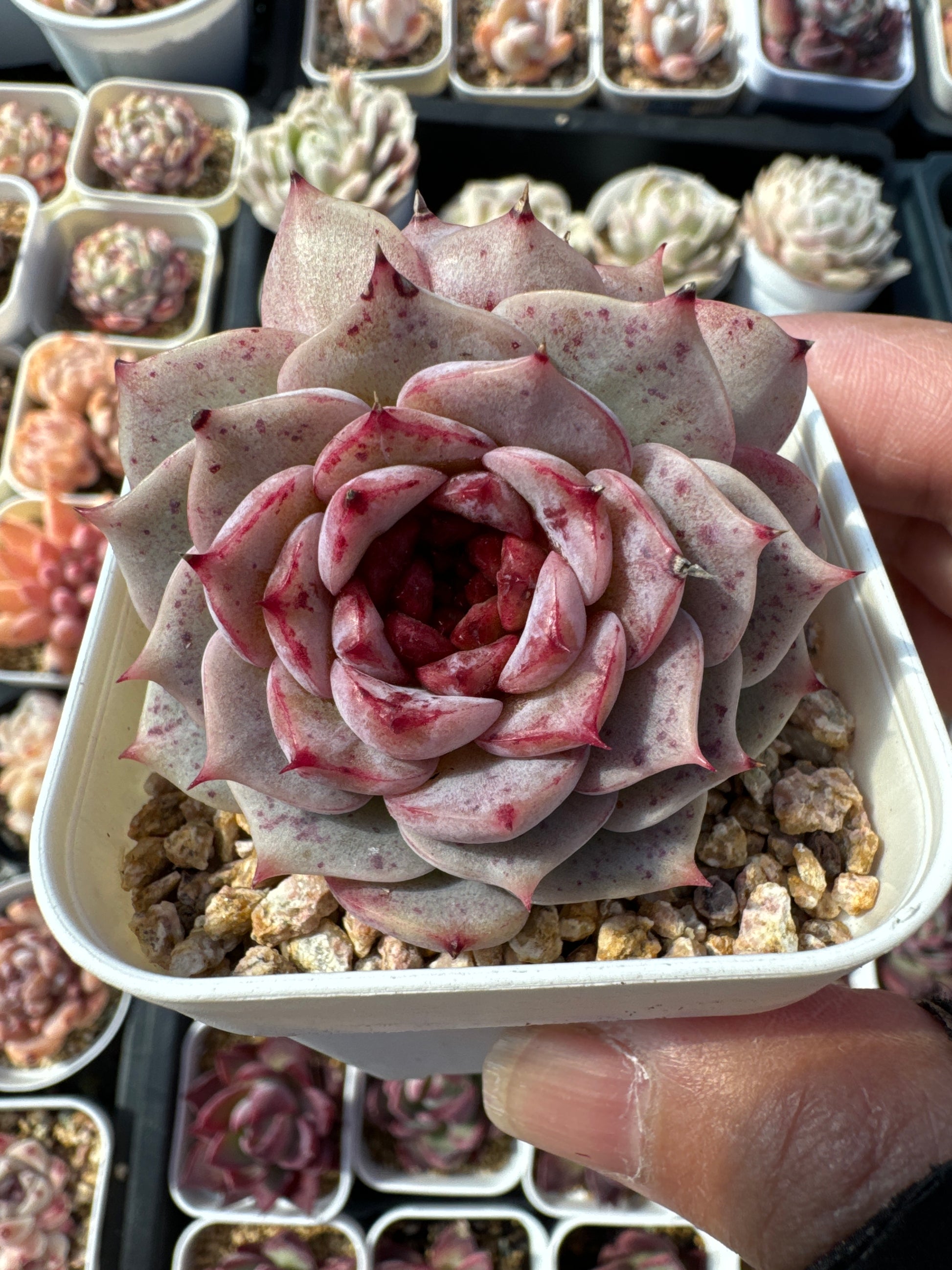 red velvet succulent Echeveria Red Velvet/糖心天鹅绒 – RDDsucculents