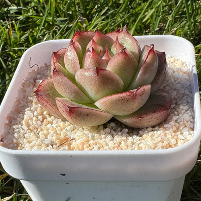 Echeveria Malgan NO.188/麦秆188号