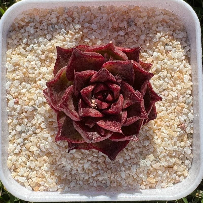 Echeveria NO.027/027号